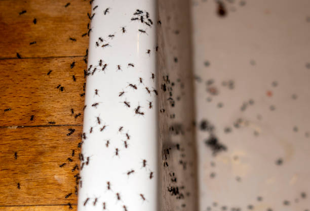Best Insect Control  in Fishers, IN